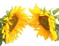 Two blooming sunflowers on a white background Royalty Free Stock Photo