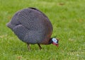 Guinea fowl, Guinean bird, guinea fowl