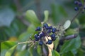 Huckleberry fruit in various stages, 1.