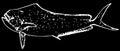 Dorado dolphin Mahi mahi coryphaena fish on black background
