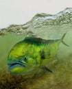 Mahi-mahi dolphin Dorado searching shallows Royalty Free Stock Photo