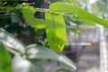 The name of Mangbong Harn..Common name Nettle Caterpillar.Scientific name Parasa lepida.The worm is eating the leaves Royalty Free Stock Photo