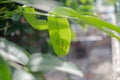 The name of Mangbong Harn..Common name Nettle Caterpillar.Scientific name Parasa lepida.The worm is eating the leaves Royalty Free Stock Photo