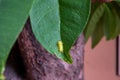 The name of Mangbong Harn..Common name Nettle Caterpillar.Scientific name Parasa lepida.The worm is eating the leaves Royalty Free Stock Photo