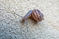 Snail on the textured Wall heading its destination
