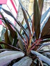 The name ofCordyline  originates from Greek. Royalty Free Stock Photo