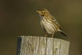 Meadow Pipit Scientific name: Anthus pratensis