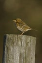 Meadow Pipit Scientific name: Anthus pratensis