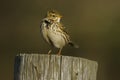 Meadow Pipit Scientific name: Anthus pratensis