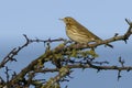 Meadow Pipit Scientific name: Anthus pratensis