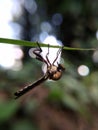 Robber Fly Aka Assassin Fly