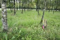 Name tags of American veterans in the Wood of Peace