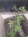 Name is tulsi paudha in INDIA dehli