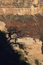 A silhouetteof a tree contrasts against the sunbaked layers of the Grand Canyon. Royalty Free Stock Photo