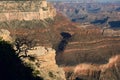 A silhouette of a tree contrasts against the sunbaked layers of the Grand Canyon. Royalty Free Stock Photo