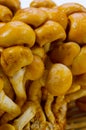 Nameko mushroom Royalty Free Stock Photo