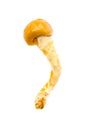 Nameko mushroom Royalty Free Stock Photo