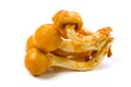 Nameko mushroom Royalty Free Stock Photo