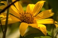 Nameless wildflower In Colombia