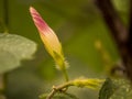 Nameless wildflower In Colombia