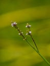 Nameless wildflower In Colombia