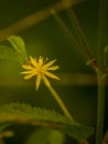 Nameless wildflower In Colombia