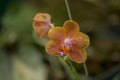 Nameless wildflower In Colombia