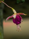 Nameless wildflower In Colombia