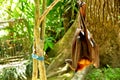 Names in Bali island as Kalong,or the giant Flying Fox hanging on the tree Royalty Free Stock Photo