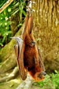 Names in Bali island as Kalong,or the giant Flying Fox hanging on the tree Royalty Free Stock Photo