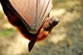 Names in Bali island as Kalong,or the giant Flying Fox hanging on the tree Royalty Free Stock Photo