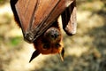 Names in Bali island as Kalong,or the giant Flying Fox hanging on the tree Royalty Free Stock Photo