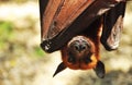 Names in Bali island as Kalong,or the giant Flying Fox hanging on the tree Royalty Free Stock Photo