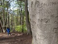 Names Carved Into A Tree Trunk In A Forest