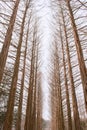 Nami island, Korea Royalty Free Stock Photo