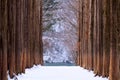 Nami island,Row of pine trees. Royalty Free Stock Photo