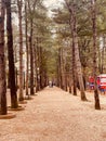 Nami island scenic forest