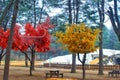 Nami Island #southkorea #seoul #snow #red #yellow