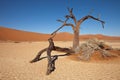 Namib desert Royalty Free Stock Photo