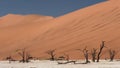 Camelthorn trees in Deadvlei, Namibia Royalty Free Stock Photo