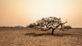 Tree backdrop in the Namib Desert in the late evening Royalty Free Stock Photo