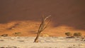 Namib desert Deadvlei `Dead Trees` in Sossusvlei located in the Namib-Naukluft National Park of Namibia. Royalty Free Stock Photo
