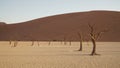 Namib desert Deadvlei `Dead Trees` in Sossusvlei located in the Namib-Naukluft National Park of Namibia. Royalty Free Stock Photo