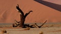 Camelthorn tree, Namib desert Royalty Free Stock Photo