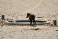 Namib desert feral horse at waterhole