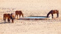 The Namib Desert feral horses herd at waterhole near Aus, Namibia, Africa