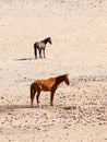 The Namib Desert feral horses herd at waterhole near Aus, Namibia, Africa