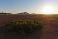 Namib desert