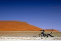 Namib Desert (Namibia)