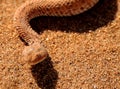 The Namib dwarf sand adder camouflages well